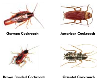 get rid of cockroaches