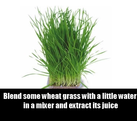  wheatgrass