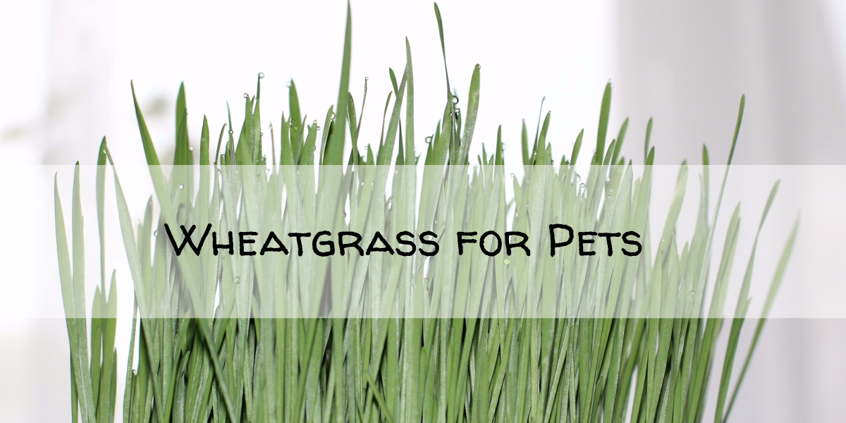  wheatgrass